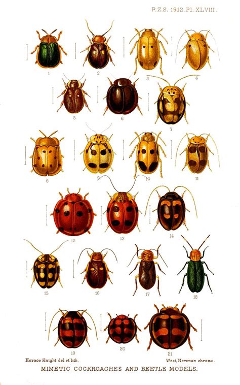14 Bugs That Look Like Ladybugs But They Arent 2022