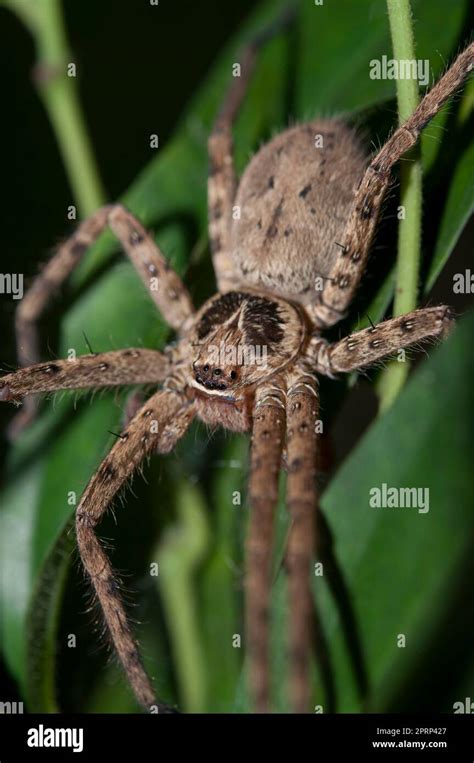 Brown Huntsman Spider Heteropoda Sp On Leaves Klungkung Bali