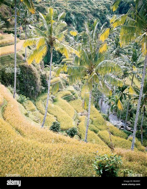 Palm Trees And Terraced Rice Fields Sawahs Or Collective Plots Bali