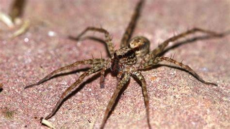 Gross Video Spider Babies Scatter After Giant Wolf Spider Gets