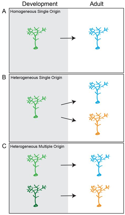Developmental Origin Of Adult Neural Stem Cell Heterogeneity There Are