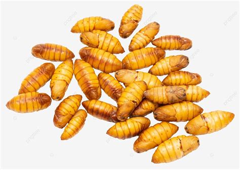 Fried Silkworm Pupa Fried Silkworm Pupa Silkworm Chrysalis Cocoon