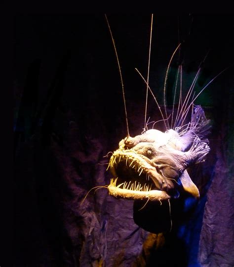 Meet The Anglerfish The Most Famous Deep Sea Monster Ocean