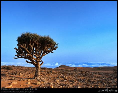 Dhofari Dragon Tree Dracaena Serrulata Dhofarica Tree Ab Flickr