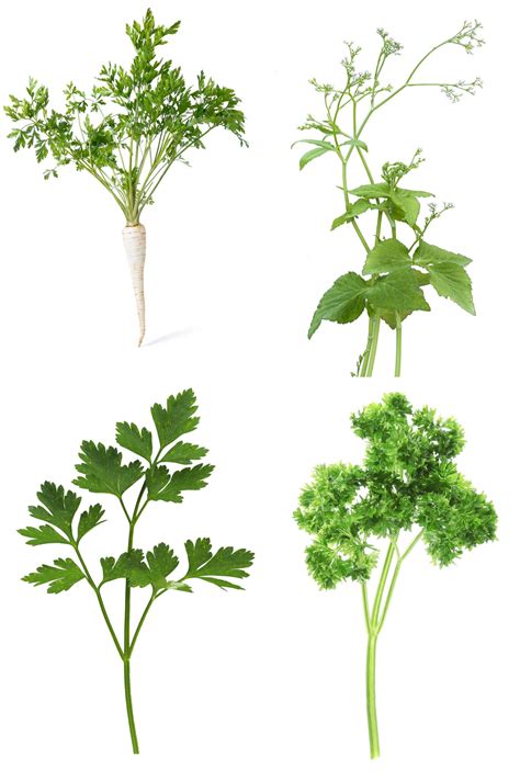 Guide On All Types Of Parsley