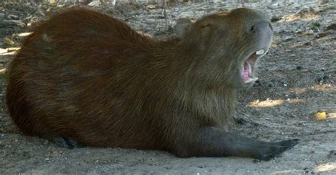 Do Capybaras Make Good Pets Sweet Rodents With Special Needs A Z Animals