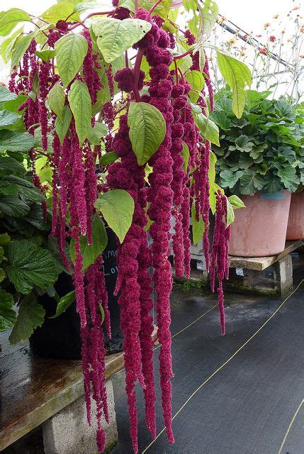 How To Grow Amaranth Tips And Guide To Growing Amaranth Everything