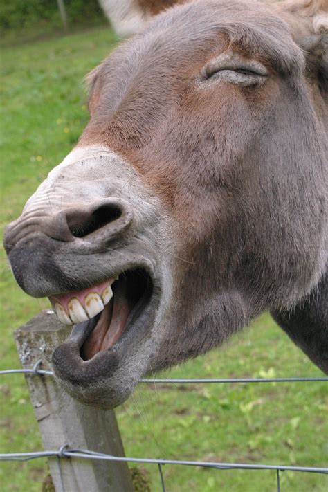 Laughing Donkey Animals Fun Laugh