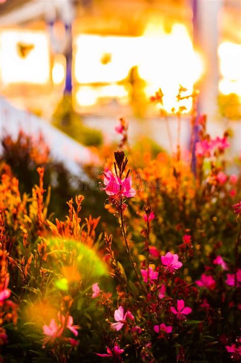 Pink Flowers On The Sunset Stock Photo Image Of Beauty 72745586