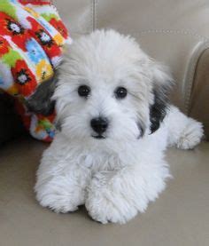 This breed has no significant genetic diseases built into it due to its rarity. Pin on Havanese