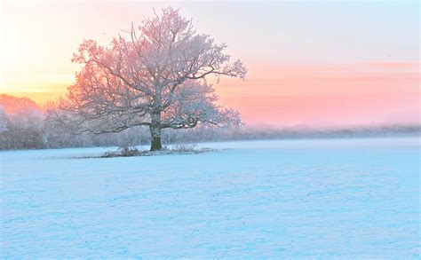 Winter Snow Trees Frost Evening Fog Sunset Wallpapers Hd