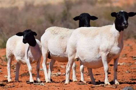 Hairy Sheep Breeds All You Need To Know Sheepcaretaker