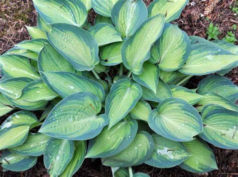 Hosta June A Tree Garden