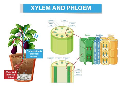 Diagram Showing Xylem And Phloem In Plant 7396776 Vector Art At Vecteezy