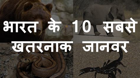 भारत के 10 सबसे खतरनाक जानवर Top 10 Most Dangerous Animals Of India