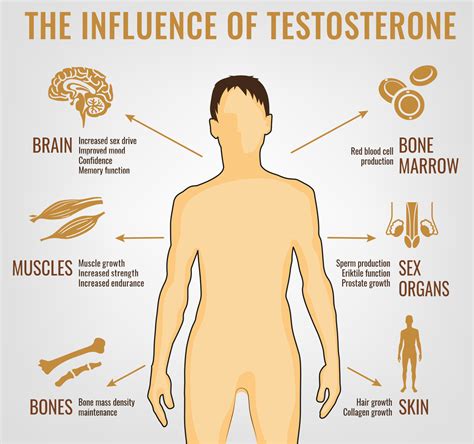 List Pictures Does More Testosterone Make You Hornier Full Hd K K