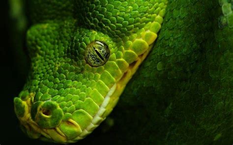 Animals Nature Wildlife Snake Reptile Wallpapers Hd Desktop And