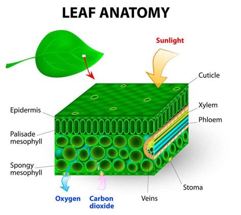 Internal Structure Of A Leaf