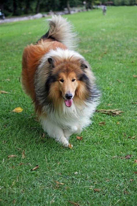 Smooth Collie Puppies For Sale Uk Rough Collie Dogs And Puppies For