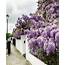 Wisteria Hysteria Hits London And Here Are The Best Pictures Of It