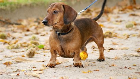 Getting Sausage Dog Puppies For Sale Hubpages