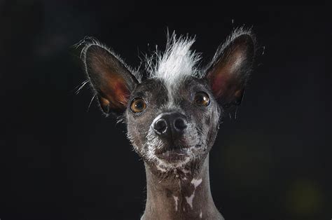 Sophie Gamand Photographs Hairless Dogs In Her Series “prophecy”