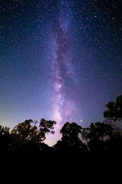 Free Photo Vertical Shot Of A Forest Under A Beautiful Starry Night