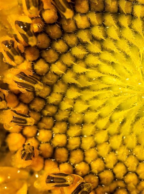 Free Download Sunflower Macro Hd Wallpaper For Kindle Fire Hdx 89