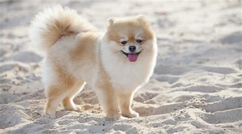 Pomeranian Prices How Much Do Pomeranian Puppies Cost