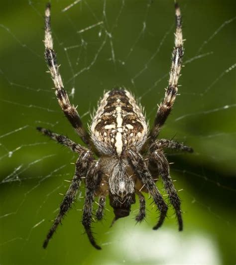 Uk Spiders 14 British Spiders Youre Likely To Find At Home