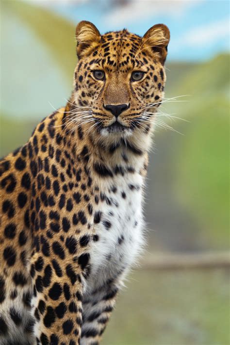 Leopard Free Stock Photo Public Domain Pictures
