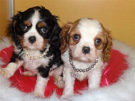 Meet these darling, spunky cavalier king charles spaniel puppies. Cavalier King Charles Spaniel Puppies For Sale | San Francisco, CA #258446