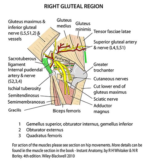 Instant Anatomy Lower Limb Areasorgans Gluteal Buttocks