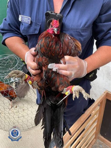Charges Laid After Alleged Cockfighting Syndicate Dismantled 71 Birds Seized Narooma News