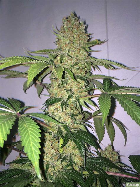 how to grow dense cannabis buds grow weed easy