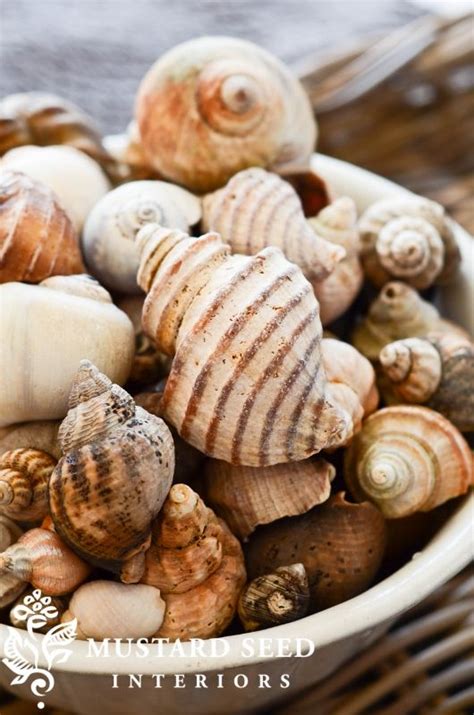 Main Shells Sea Shells Miss Mustard Seeds Seaside Decor