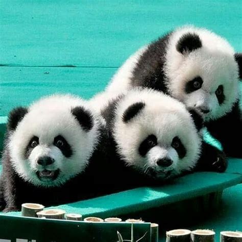 2556 Lượt Thích 25 Bình Luận Cute Panda Pictures And Clips