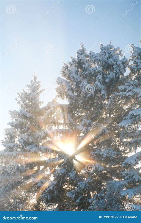 Sunbeams Shining Through Snowy Treetops On A Cold Winter Morning Stock