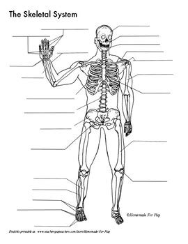 The structure of a long bone allows for the best visualization of all of the parts of a bone (figure 1). Blank Diagram Of A Long Bone - Blank Diagrams Harvey S A P : Yours is such a clear and ...