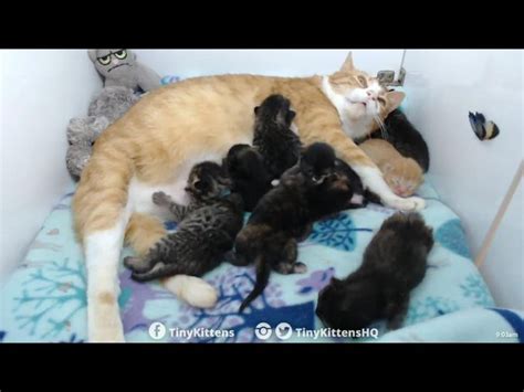 Chloe With Her And Ramonas Babies May 28 2018 Tiny Kitten Feral