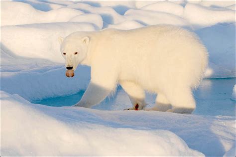 How Many Polar Bears Are Left In The Arctic Change Comin