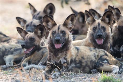 What Does The African Wild Dog Look Like