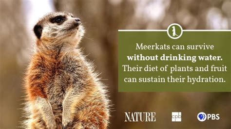 Meerkat Fact Sheet Blog Nature Pbs