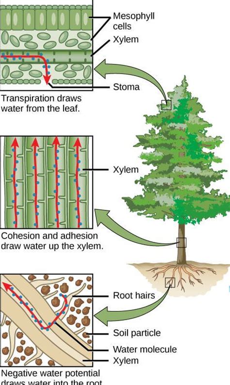 The xylem and phloem are found together in vascular bundles. Transportation System In Plants