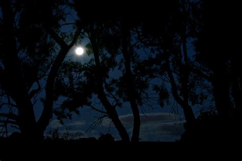 Moonlight Through The Trees Xenedis Flickr