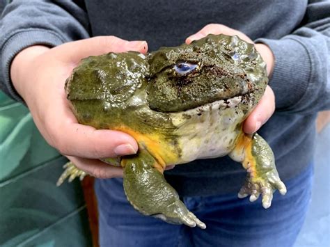 Biggest Frogs In The World 10 Largest Frogs In The World In 2024