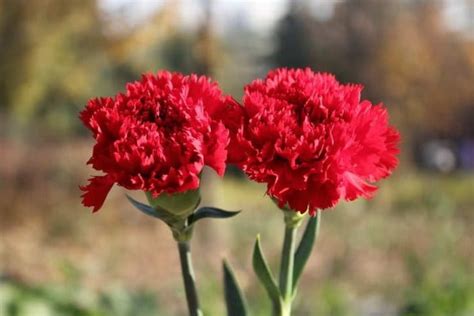 Cara Menanam Dan Merawat Bunga Carnation Agar Cepat Berbunga Bagi Pemula