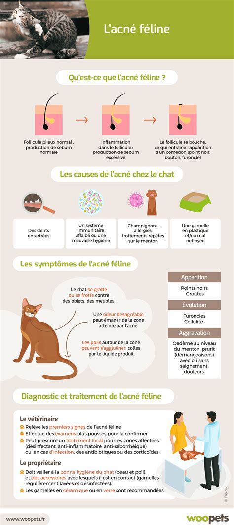 Acné Chez Le Chat Symptômes Diagnostic Et Traitements