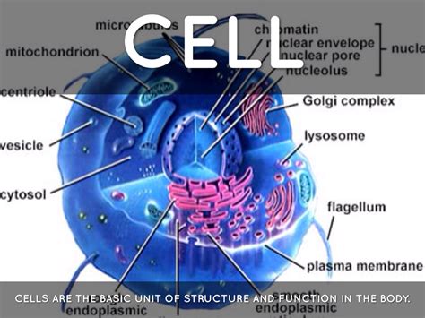 Ppt Cells Tissues Organs And Systems Powerpoint