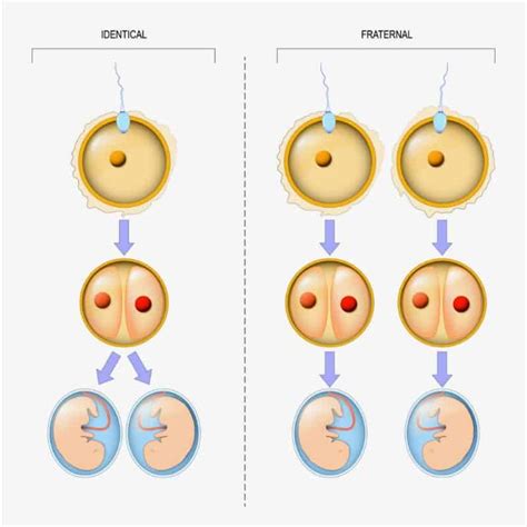Identical Twins Why Does The Fertilized Egg Split Identical Twins Twins Splits